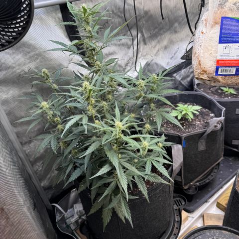 1st gorilla cookies (1 plant) growlog timeline photo