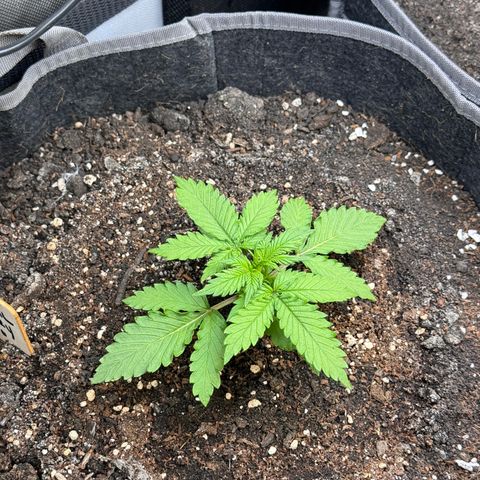 Blueberry Auto growlog timeline photo