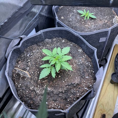 Blueberry Auto growlog timeline photo