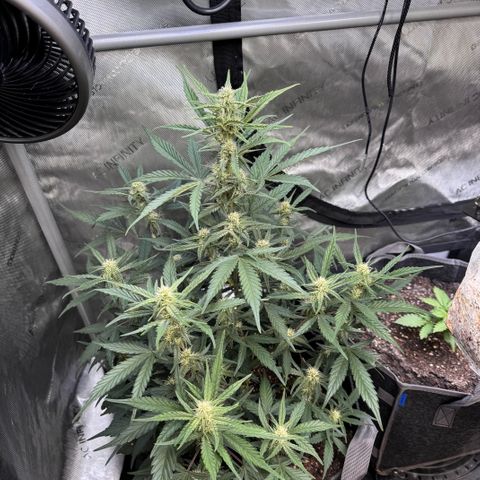 1st gorilla cookies (1 plant) growlog timeline photo