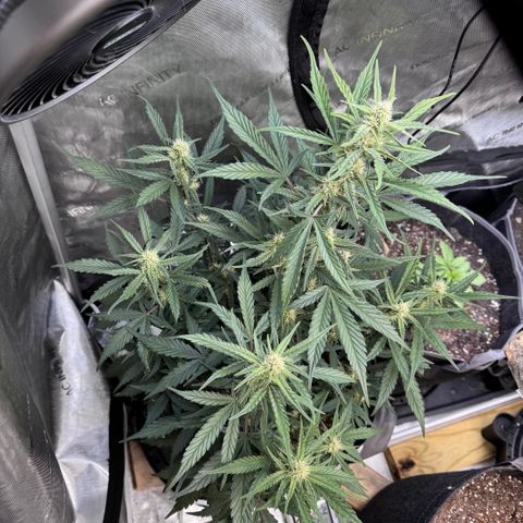 1st gorilla cookies (1 plant) growlog timeline photo