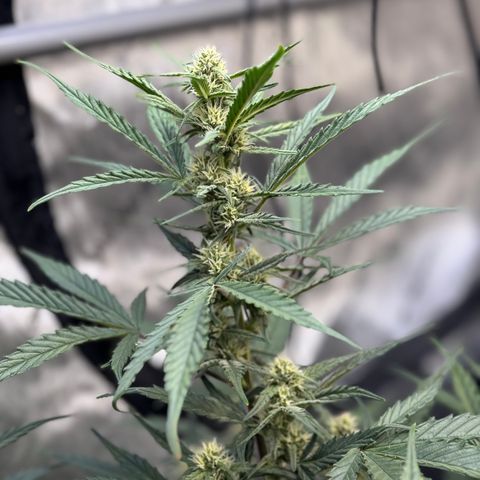 1st gorilla cookies (1 plant) growlog timeline photo