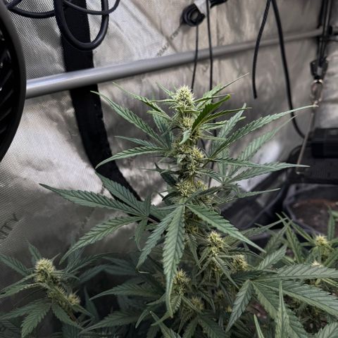 1st gorilla cookies (1 plant) growlog timeline photo