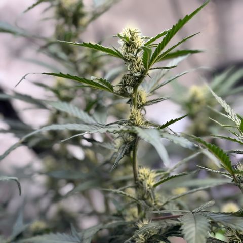 1st gorilla cookies (1 plant) growlog timeline photo