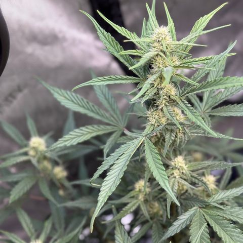 1st gorilla cookies (1 plant) growlog timeline photo