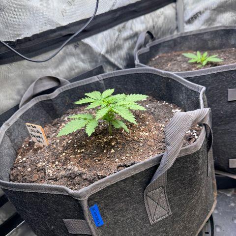 Blueberry Auto growlog timeline photo