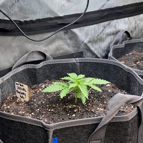 Blueberry Auto growlog timeline photo