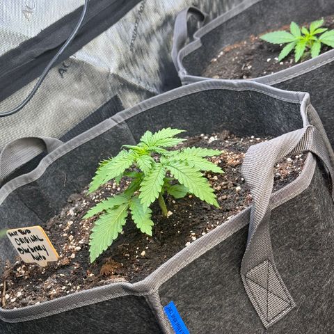 Blueberry Auto growlog timeline photo