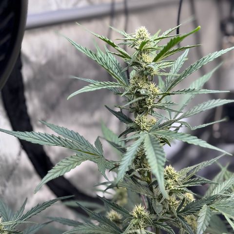 1st gorilla cookies (1 plant) growlog timeline photo