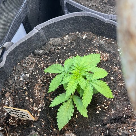 Blueberry Auto growlog timeline photo