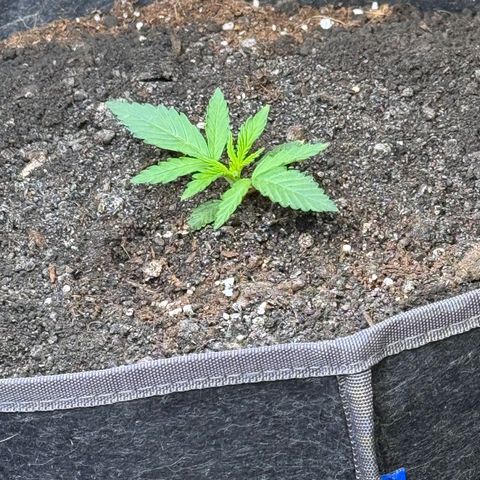 Northern lights  growlog timeline photo