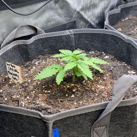 Blueberry Auto growlog timeline photo