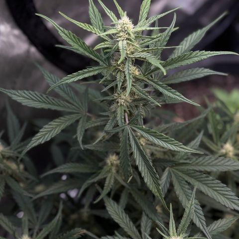 1st gorilla cookies (1 plant) growlog timeline photo
