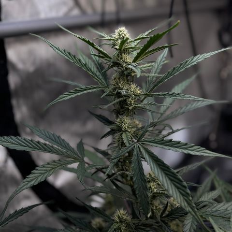 1st gorilla cookies (1 plant) growlog timeline photo