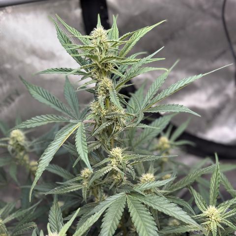 1st gorilla cookies (1 plant) growlog timeline photo