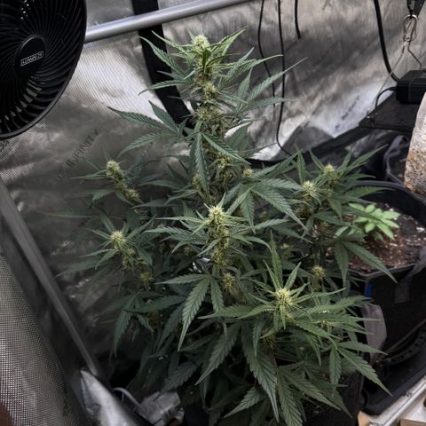 1st gorilla cookies (1 plant) growlog timeline photo