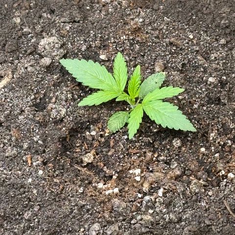 Northern lights  growlog timeline photo