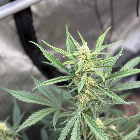 1st gorilla cookies (1 plant) growlog timeline photo