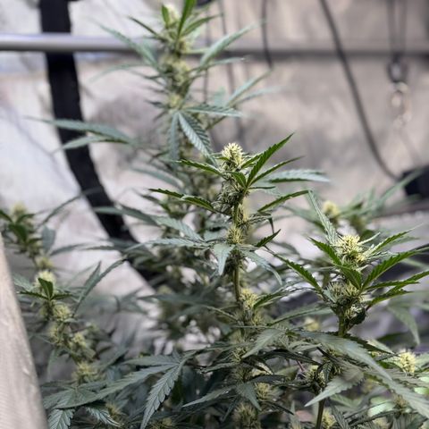 1st gorilla cookies (1 plant) growlog timeline photo