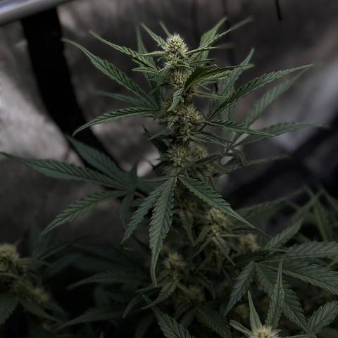 1st gorilla cookies (1 plant) growlog timeline photo