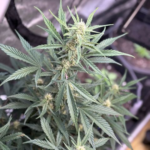1st gorilla cookies (1 plant) growlog timeline photo