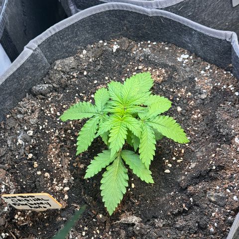 Blueberry Auto growlog timeline photo