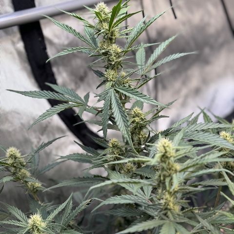 1st gorilla cookies (1 plant) growlog timeline photo