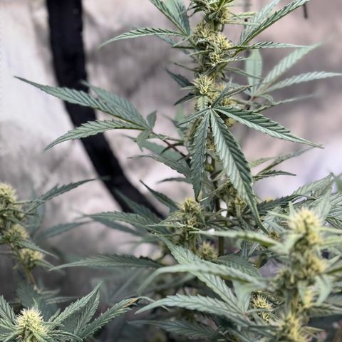 1st gorilla cookies (1 plant) growlog timeline photo
