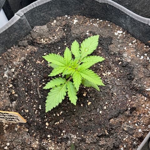 Blueberry Auto growlog timeline photo