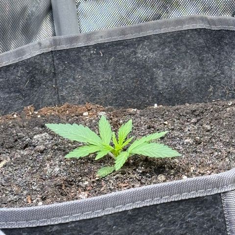Northern lights  growlog timeline photo