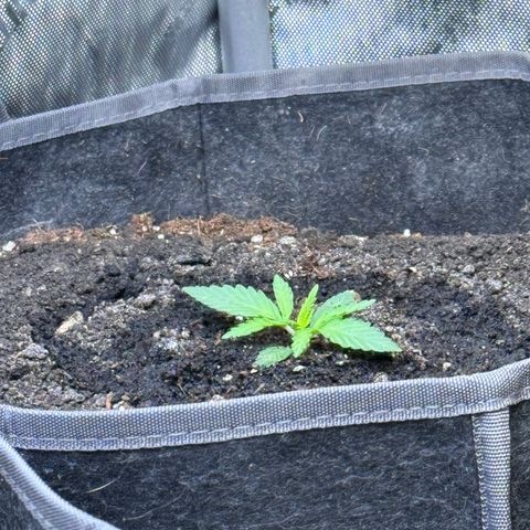 Northern lights  growlog timeline photo