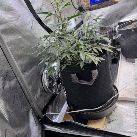 1st gorilla cookies (1 plant) growlog timeline photo