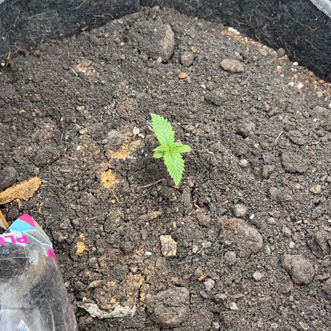 Blueberry Auto growlog timeline photo
