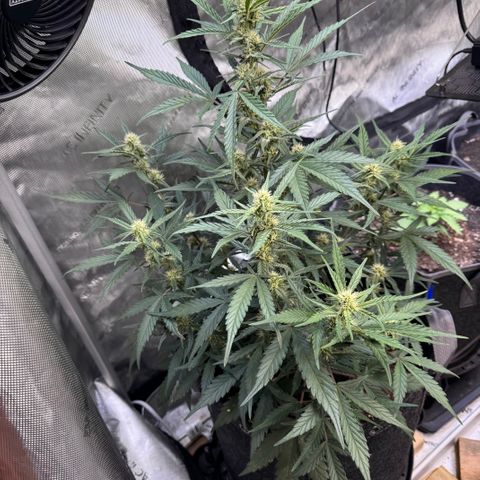 1st gorilla cookies (1 plant) growlog timeline photo