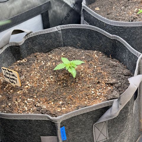 Blueberry Auto growlog timeline photo