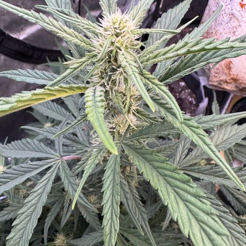 1st gorilla cookies (1 plant) growlog timeline photo
