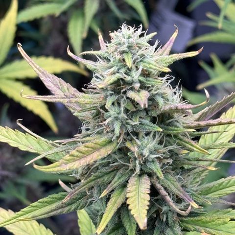 Gorilla Punch Auto growlog timeline photo