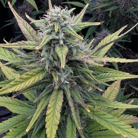 Gorilla Punch Auto growlog timeline photo