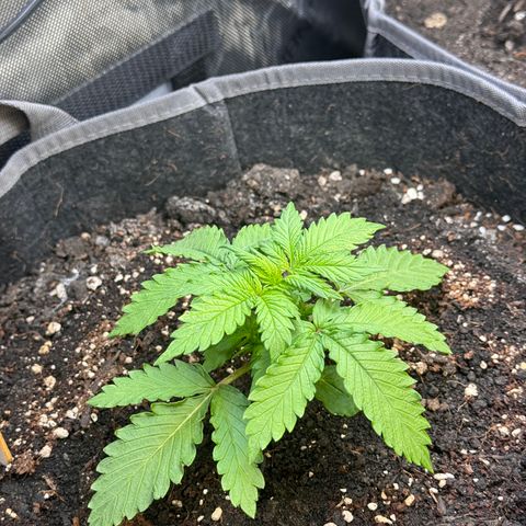 Blueberry Auto growlog timeline photo