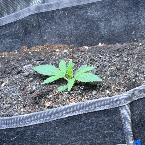 Northern lights  growlog timeline photo