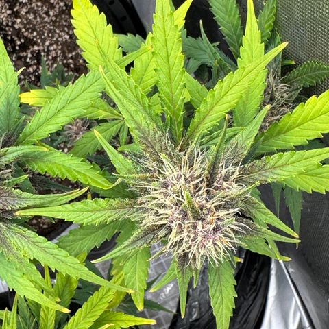 Gorilla Punch Auto growlog timeline photo