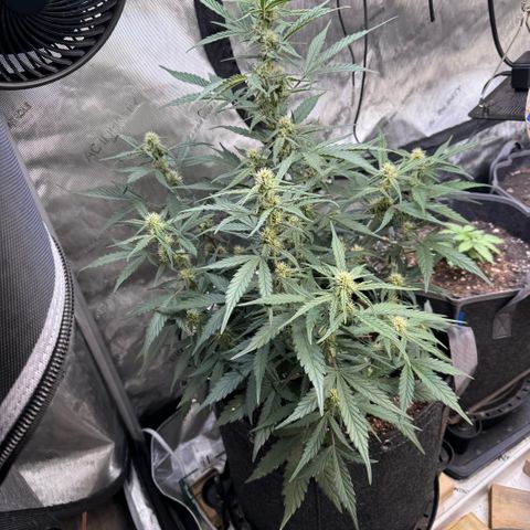 1st gorilla cookies (1 plant) growlog timeline photo