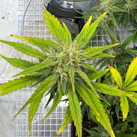Gorilla Punch Auto growlog timeline photo