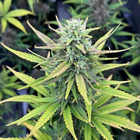 Gorilla Punch Auto growlog timeline photo