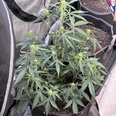 1st gorilla cookies (1 plant) growlog timeline photo