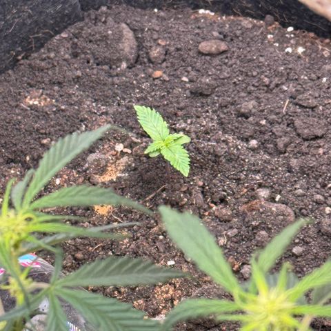 Blueberry Auto growlog timeline photo