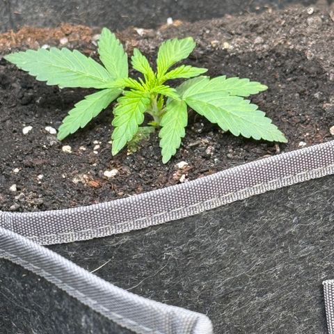 Northern lights  growlog timeline photo