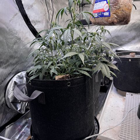 1st gorilla cookies (1 plant) growlog timeline photo