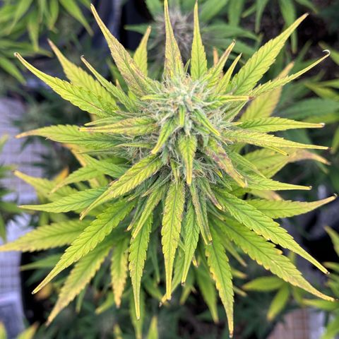 Gorilla Punch Auto growlog timeline photo