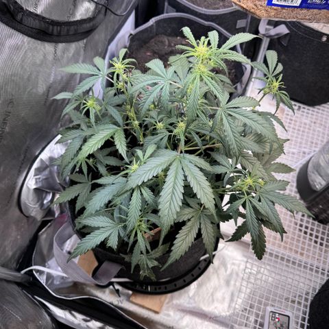 1st gorilla cookies (1 plant) growlog timeline photo